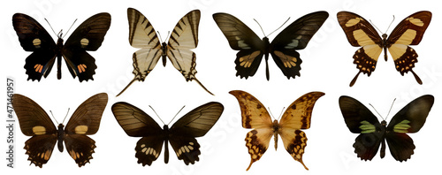 Set with beautiful exotic butterflies on white background. Banner design © New Africa