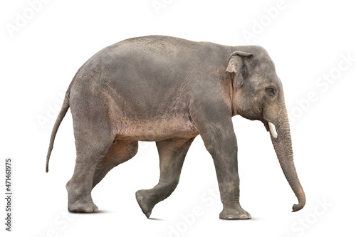 Large elephant on white background. Exotic animal