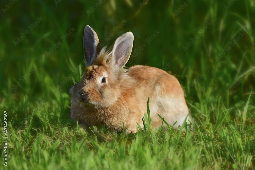 Brown Lionhead rabbit (Oryctolagus cuniculus f. domestica) on a meadow Brown Lionhead rabbit (Oryctolagus cuniculus f. domestica) on a meadow