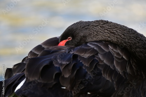 Portrait of a black swan at sunrise