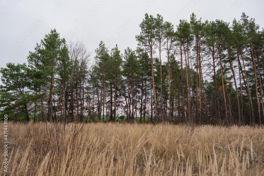 Dry grass field on the background of a pine forest. Dry grass field on the background of a pine forest.