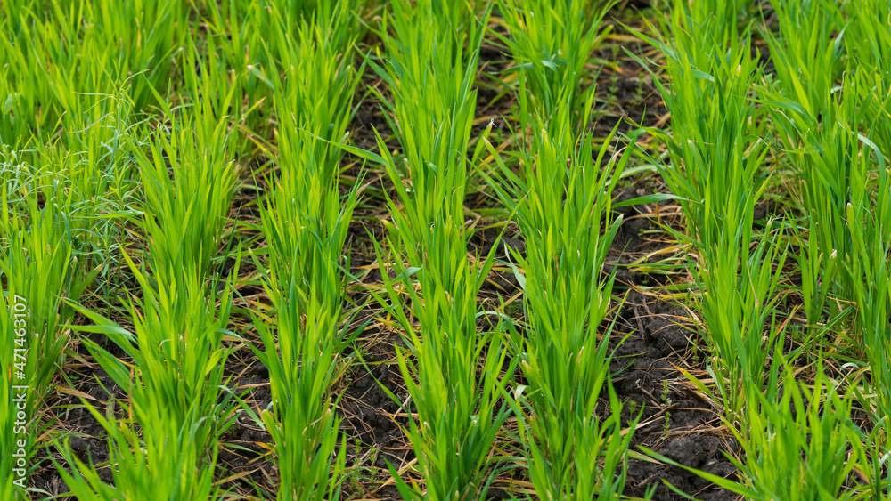 Stalks of young green wheat in the field. Stalks of young green wheat in the field.