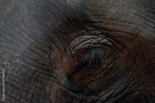 The face of an Asian elephant. elephant face crop