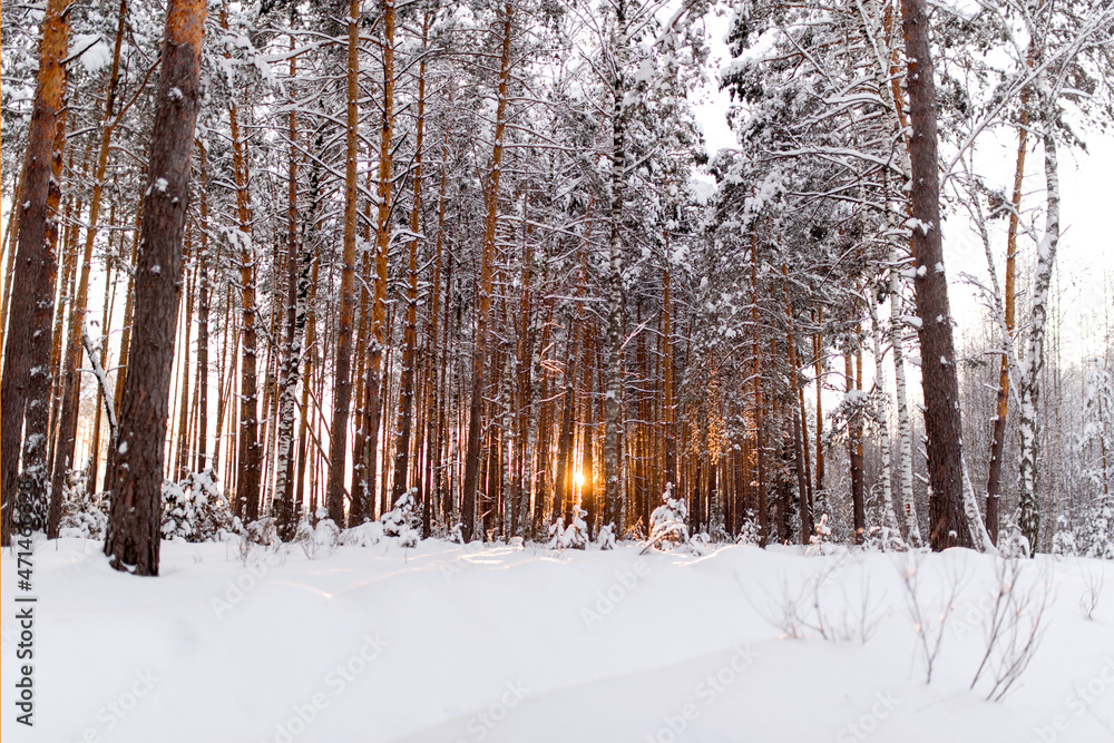 winter forest at sunset, firs, pines, trees, frost