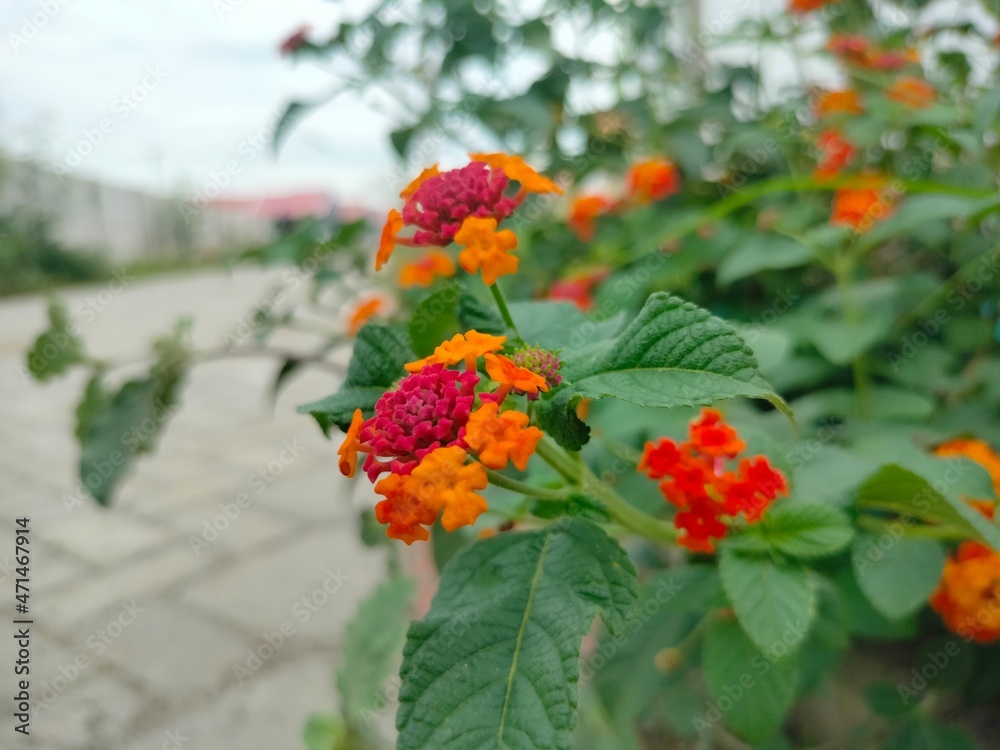 this is a red Lantana flowers 