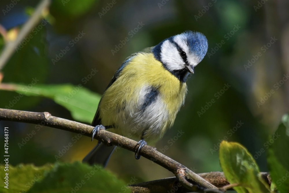 Mésange bleue (Cyanistes caeruleus), Neuchâtel, Suisse. Mésange bleue (Cyanistes caeruleus), Neuchâtel, Suisse.