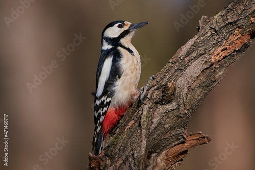 Great spotted woodpecker ,,Dendrocopos major,, in amazing wild danubian forest, Slovakia, Europe