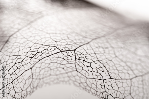 Blattgerippe von einer Magnolie