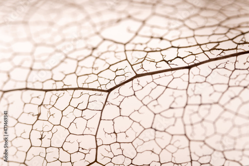 Blattgerippe von einer Magnolie