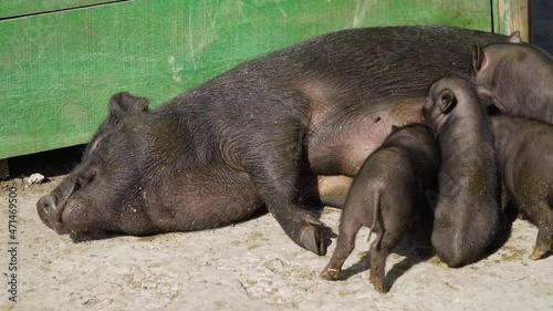 The Republic of Crimea. the city of Belogorsk. July 17, 2021. An adult black pig, lying on its side, feeds its little piglets in the Taigan Lion Park.