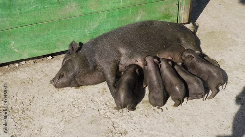 The Republic of Crimea. the city of Belogorsk. July 17, 2021. An adult black pig, lying on its side, feeds its little piglets in the Taigan Lion Park.