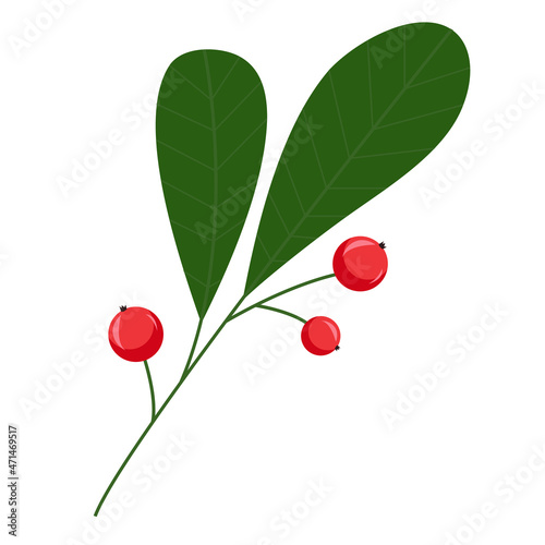 Branch with leaves and berries, holly berry on a white background. Mistletoe fruit. Winter holidays and celebrations, festive themes. Sprig for typography decor, open design.