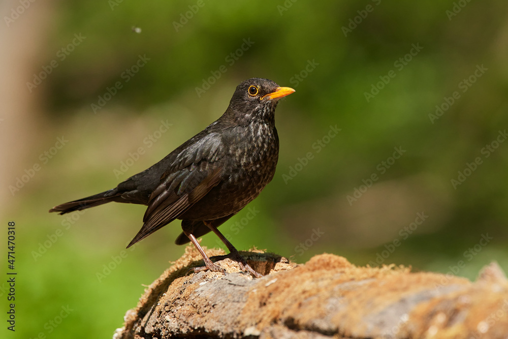 Fototapeta premium Common blackbird ,,Turdus merula,, in quiet wild danubian forest, Slovakia, Europe