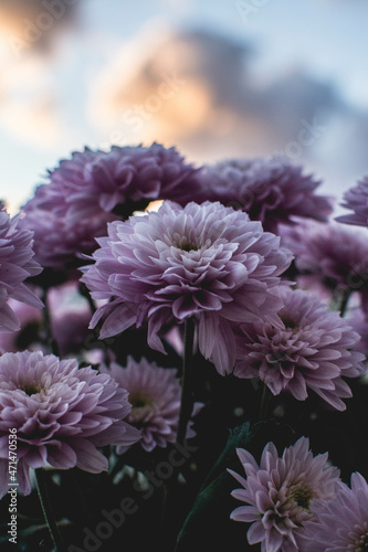 Purple daisies against beautiful cloudy sky.