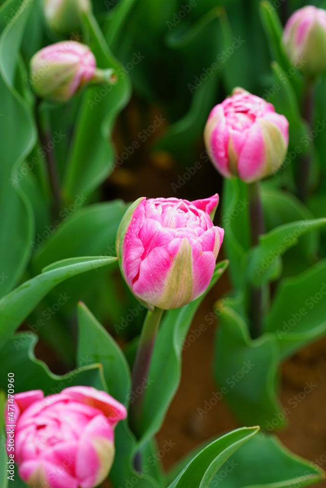 Pink and white tulip flowers in the spring garden Pink and white tulip flowers in the spring garden