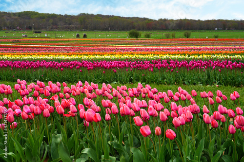 View of a colorful tulip field with flowers in bloom in Cream Ridge, Upper Freehold, New Jersey, United States
