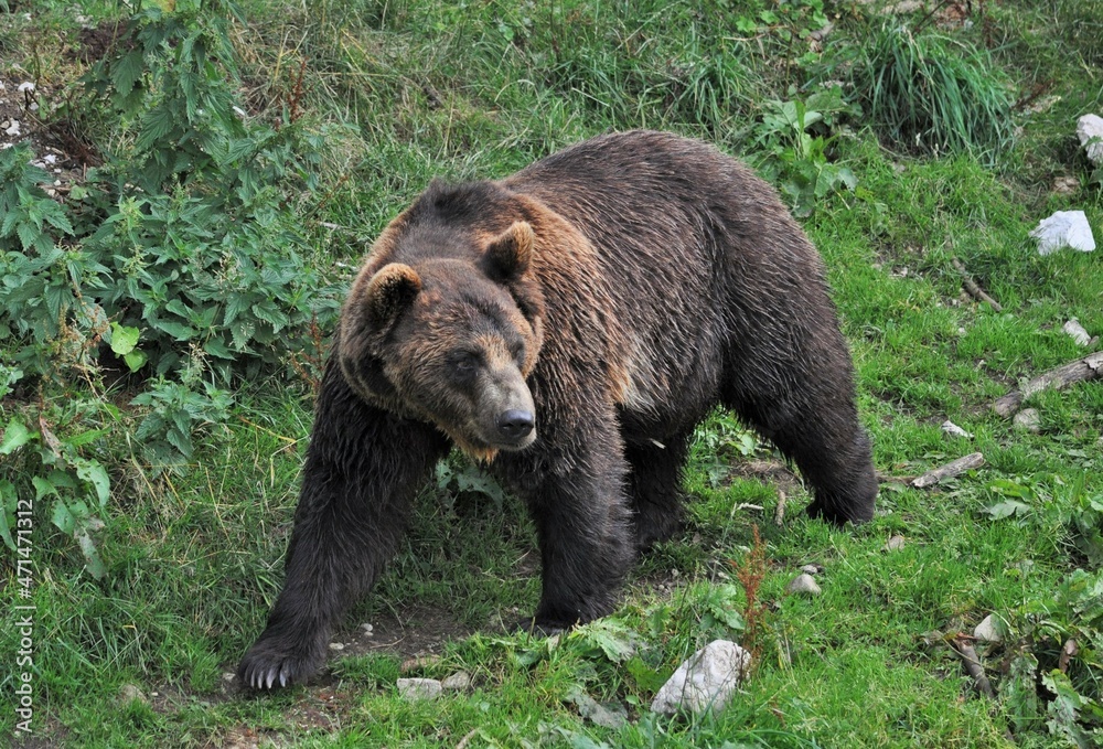 Fototapeta premium Ours brun (Ursus arctos), grison, Suisse.