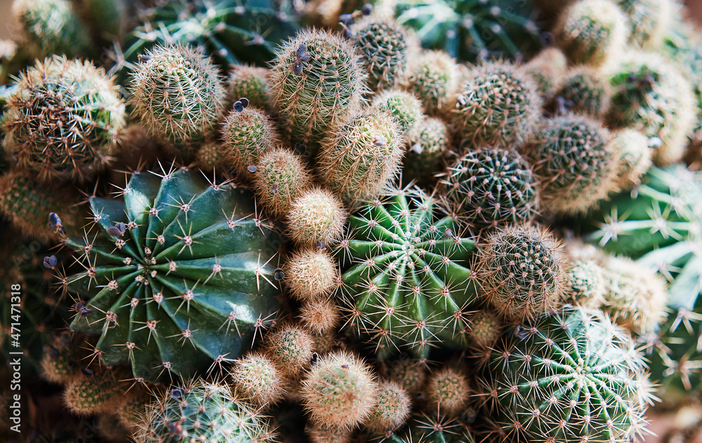 Obraz premium Collection of green cactus plants.