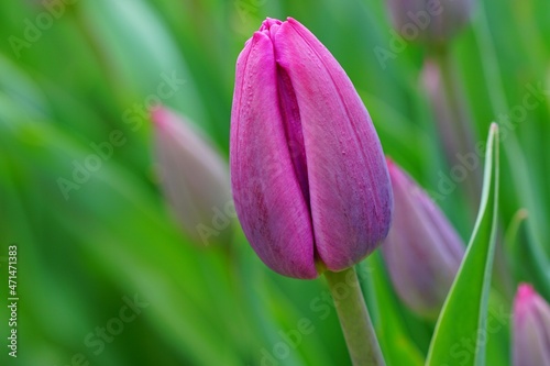 Purple tulip flowers in the spring garden