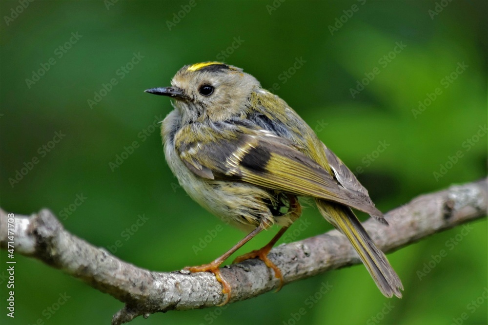 Obraz premium Roitelet huppé (Regulus regulus), Neuchâtel, Suisse.