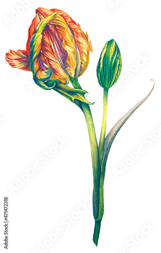 Watercolor Botanical illustrations. Yellow-orange Tulip. Open flower and Bud on a white background. An isolated object. Spring greeting card. Botanical art. Floral background. 