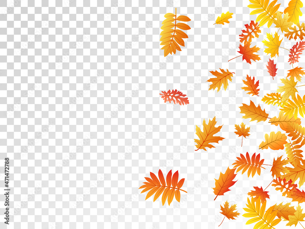 Oak, maple, wild ash rowan leaves vector, autumn foliage on transparent background.