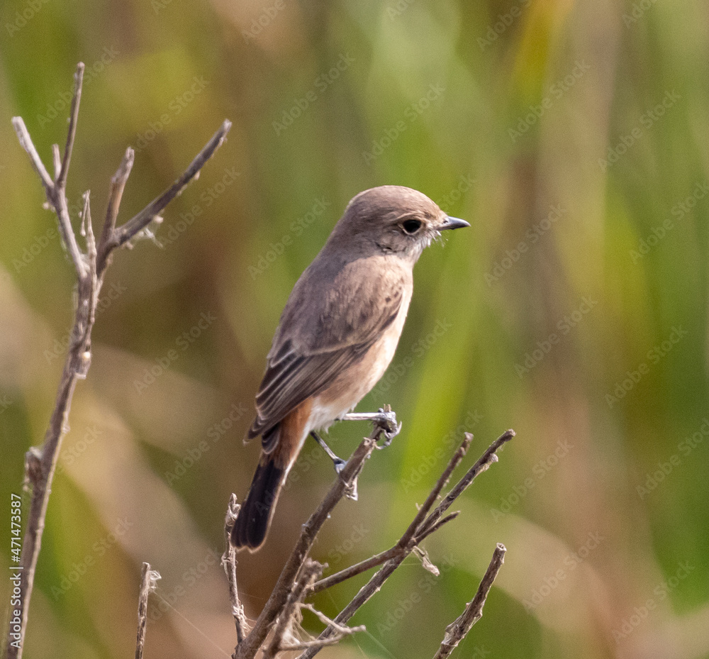 Pied Bushchat (Female)