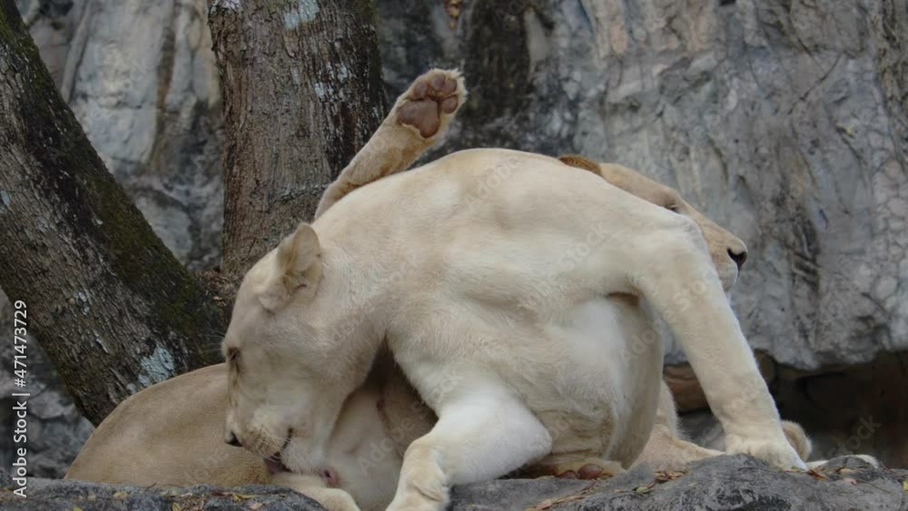 white lion resting in nature and having her dark blue eyes white lion resting in nature and having her dark blue eyes