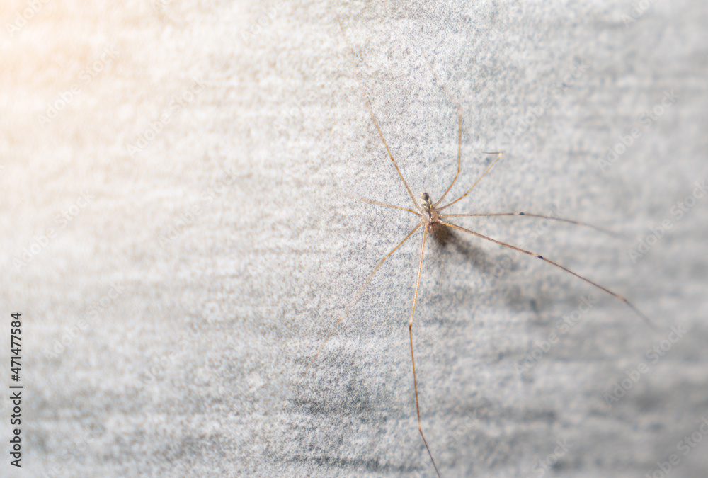Spiders cling to the wall in the office bathroom. Spiders cling to the wall in the office bathroom.