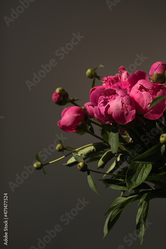 Fototapeta Naklejka Na Ścianę i Meble -  Pink peony flowers bouquet on black background. Minimalist elegant aesthetic floral composition