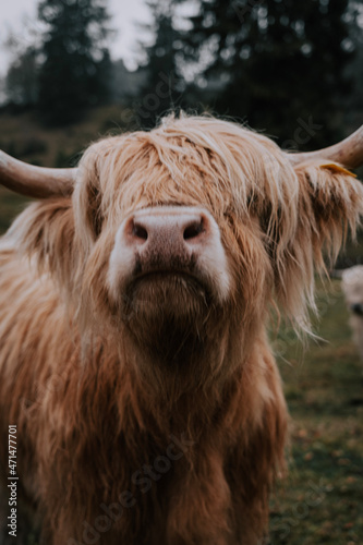 Cow with long orange hair and horns on the pasture at Walchensee. Super short distance photography