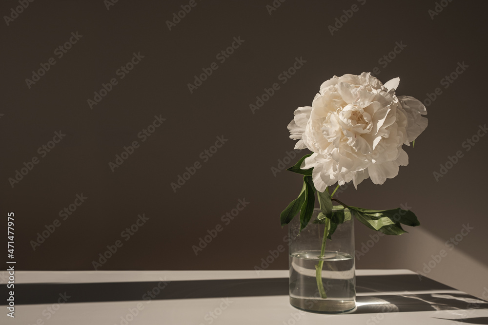 Aesthetic luxury bohemian flowers composition. Elegant gentle white peony flower casting sunlight shadow - obrazy, fototapety, plakaty 