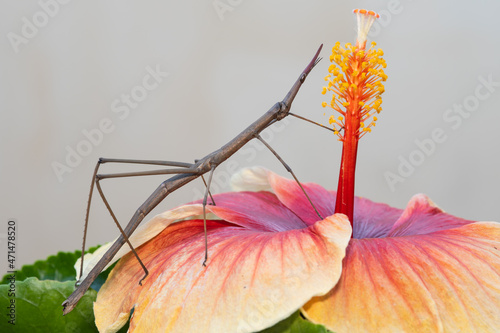 Gafanhoto Proscopiidae em uma flor photo