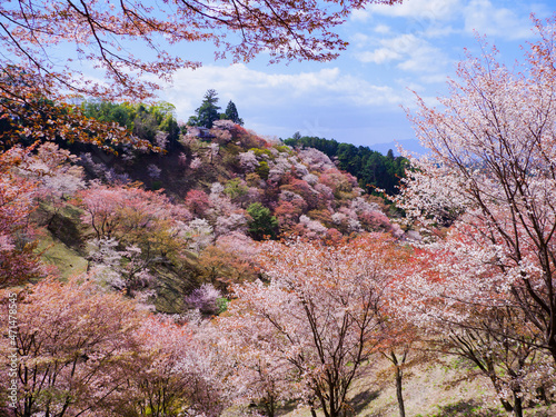 世界遺産　吉野の桜　The sakura of Mt.Yoshino