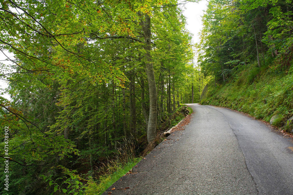 Obraz premium A road on Monte Ruke near Sauris di Sopra, Udine Province, Friuli-Venezia Giulia, north east Italy. Late September 