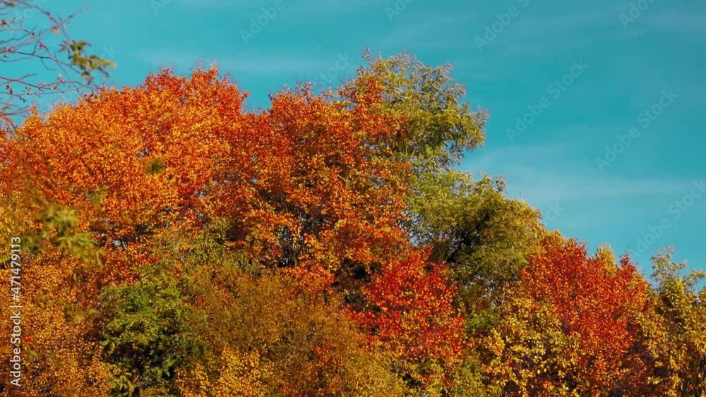 Amazing autumn colorful trees on blue sky in evening light Amazing autumn colorful trees on blue sky in evening light