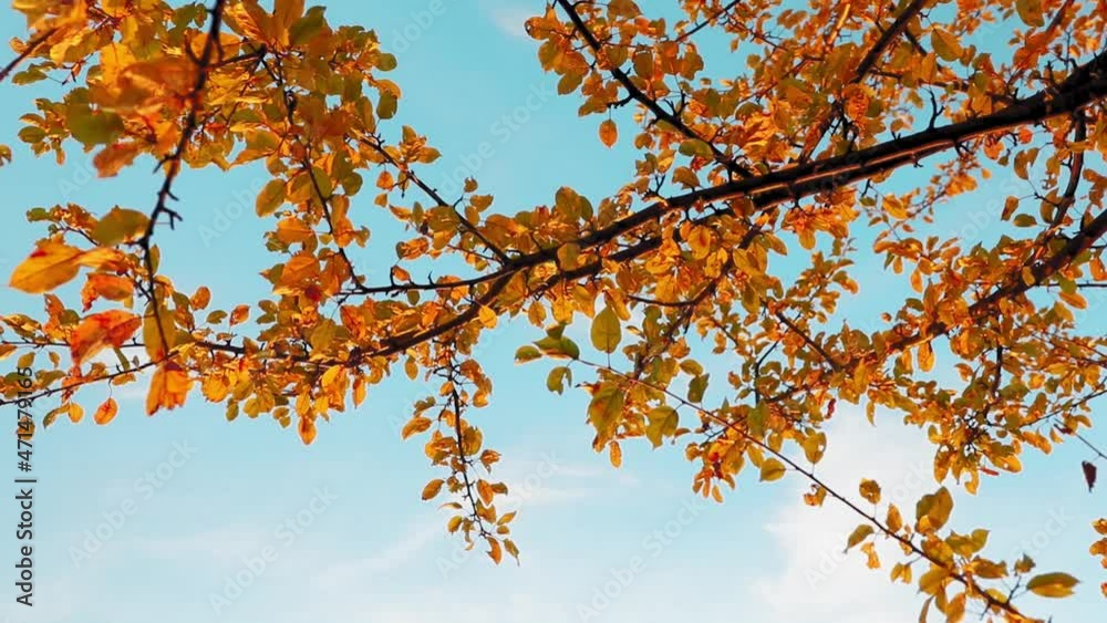 Amazing autumn colorful trees on blue sky in evening light Amazing autumn colorful trees on blue sky in evening light