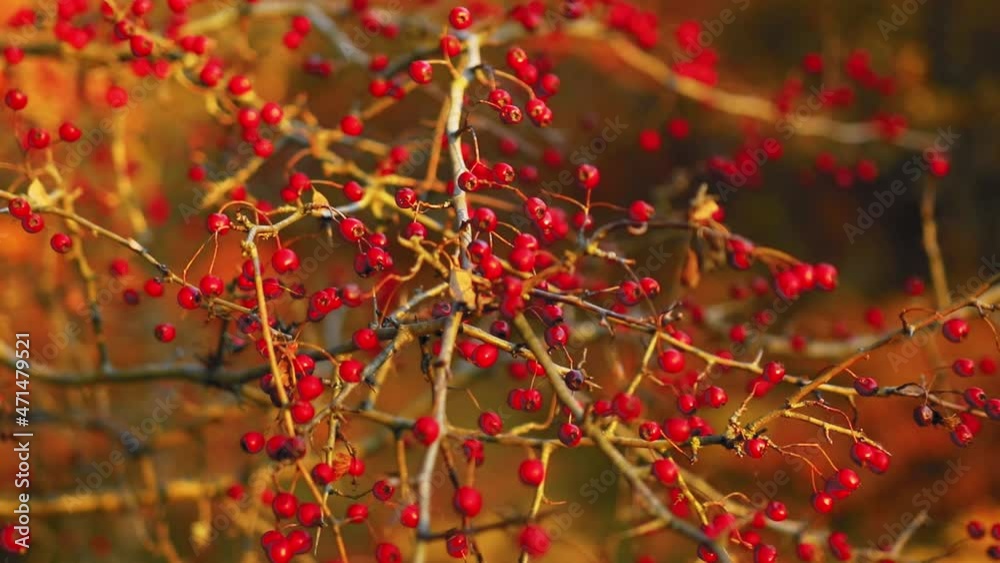 Crataegus berries in natural light during fall Crataegus berries in natural light during fall