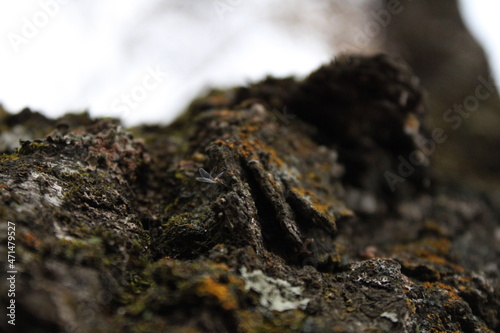lichen on the bark