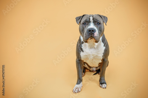 Blue American Staffordshire terrier isolated on yellow, beige, mustard, golden background, Happy dog  