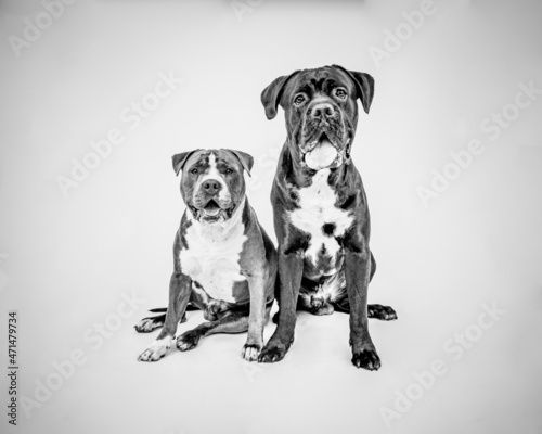 Studio portrait of two happy dogs. A Cane Corso tongue out and an American Staffordshire terrier making funny faces isolated, Black and white. Blue and black.Male puppies.