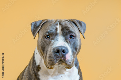 Blue American Staffordshire terrier isolated on yellow, beige, gold colour background	