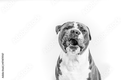 A close-up portrait of an American Staffordshire terrier making faces, licking his face and looking funny isolated, Black and white