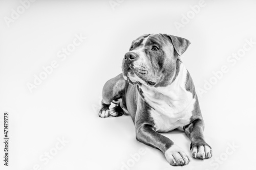 Blue American Staffordshire terrier laying down isolated, Black and white 