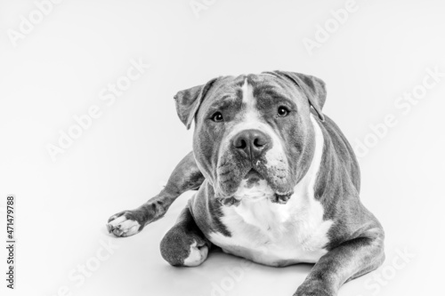 Blue American Staffordshire terrier laying down isolated, Black and white 