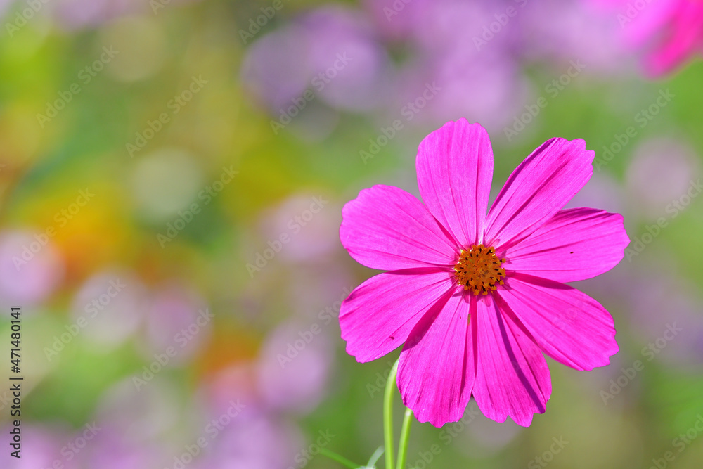 赤いコスモスの花のクローズアップ