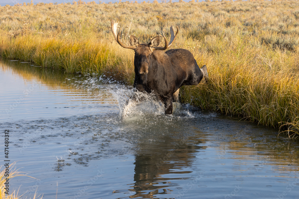 Obraz premium Bull Shiras Moose in Autumn in Wyoming