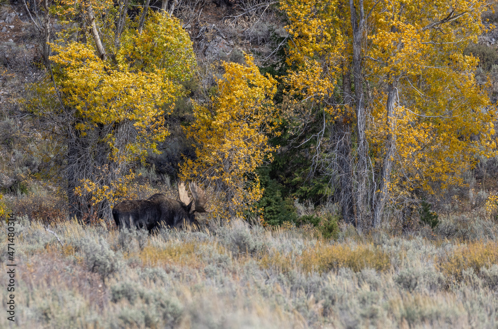 Bull Shiras Moose in Autumn in Wyoming Bull Shiras Moose in Autumn in Wyoming