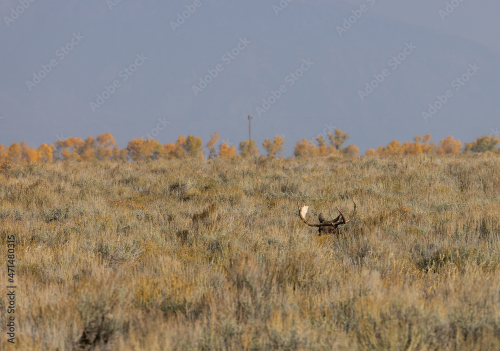 Fototapeta premium Bull Shiras Moose in Autumn in Wyoming