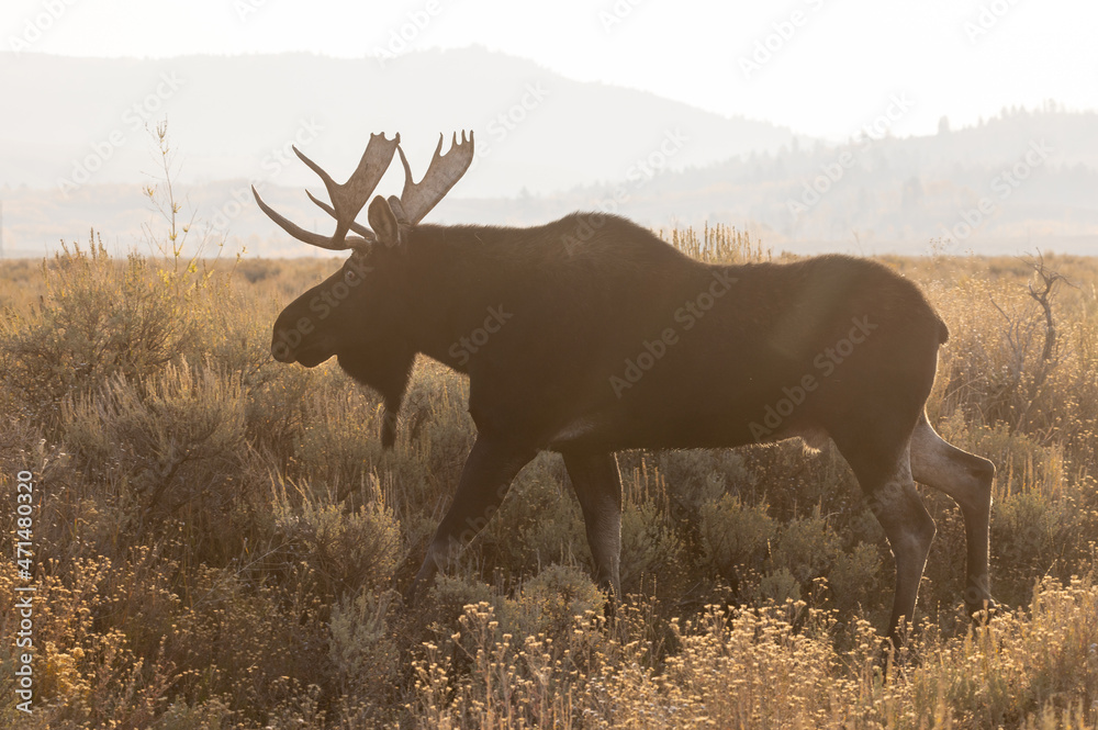 Obraz premium Bull Shiras Moose in Autumn in Wyoming